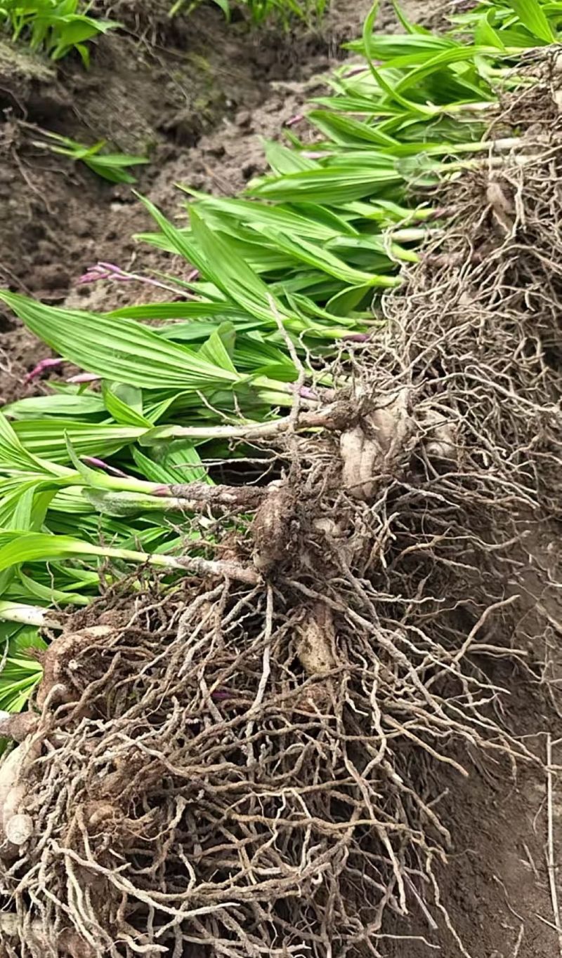 白芨三叉紫花白芨1一3年驯化苗基地批发