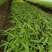 白芨三叉紫花白芨1一3年驯化苗基地批发