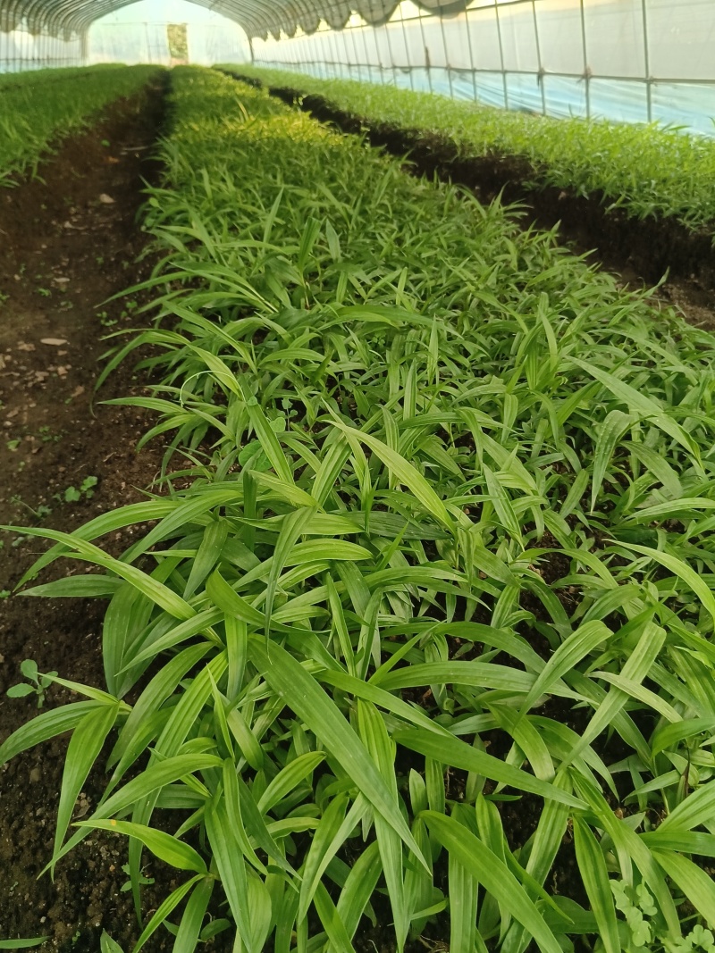 白芨三叉紫花白芨1一3年驯化苗基地批发