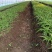 白芨三叉紫花白芨1一3年驯化苗基地批发