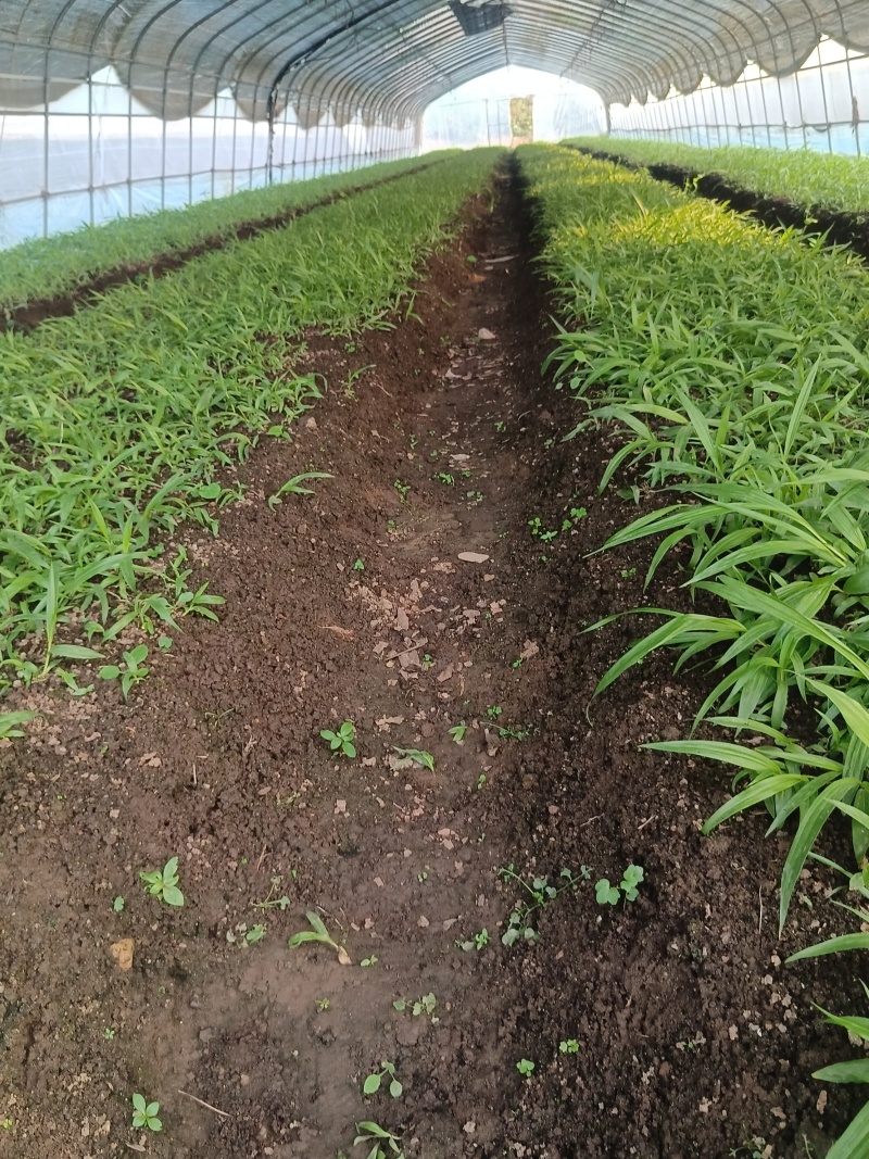白芨三叉紫花白芨1一3年驯化苗基地批发
