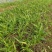 白芨三叉紫花白芨1一3年驯化苗基地批发