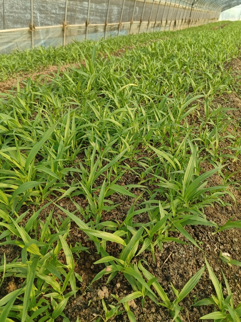 白芨三叉紫花白芨1一3年驯化苗基地批发