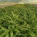 白芨三叉紫花白芨1一3年驯化苗基地批发