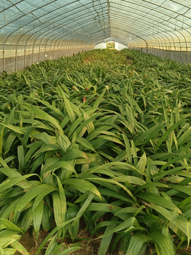 白芨三叉紫花白芨1一3年驯化苗基地批发