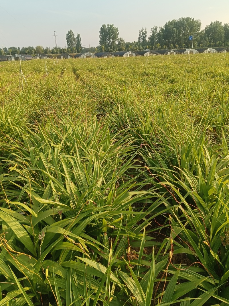 白芨三叉紫花白芨1一3年驯化苗基地批发