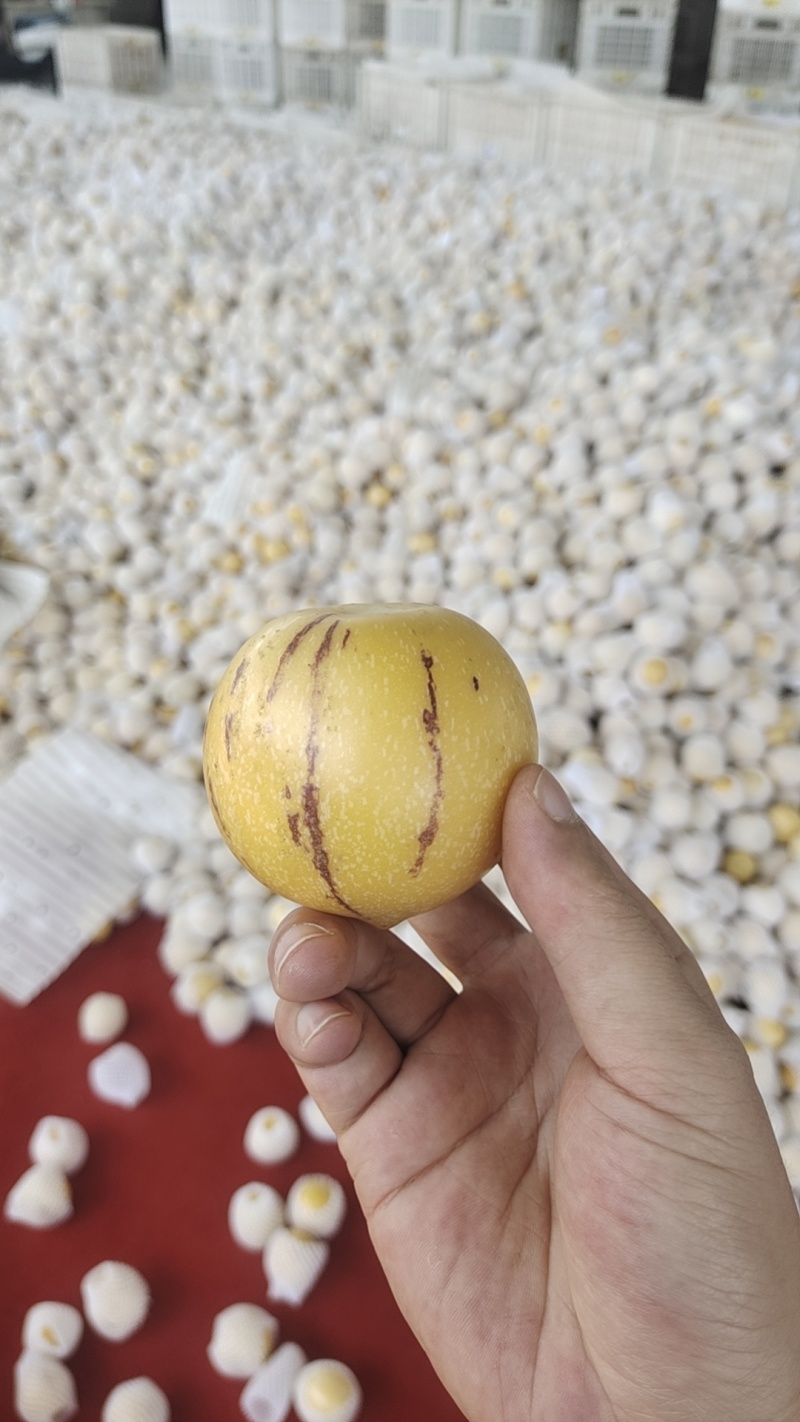 正季人参果品质好果价格实在一件代发各大电商平台都可以