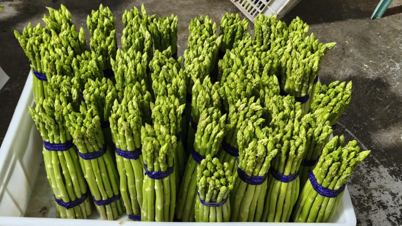 《好评如潮》头茬鲜嫩绿芦笋规格齐全价格从优