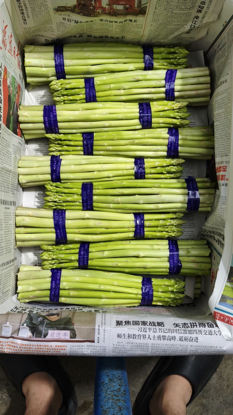 《好评如潮》头茬鲜嫩绿芦笋规格齐全价格从优