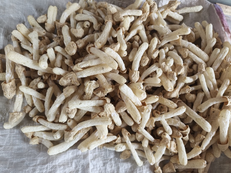竹荪干货**特惠产地直发包邮煲汤菌菇食材