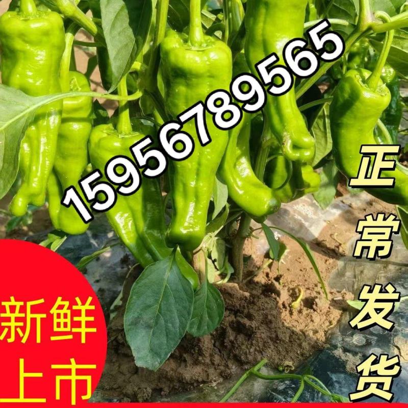 产地：露天种植基地供货：现摘现发，整车/散批均