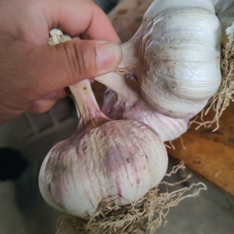 大青棵杂交蒜种一级货