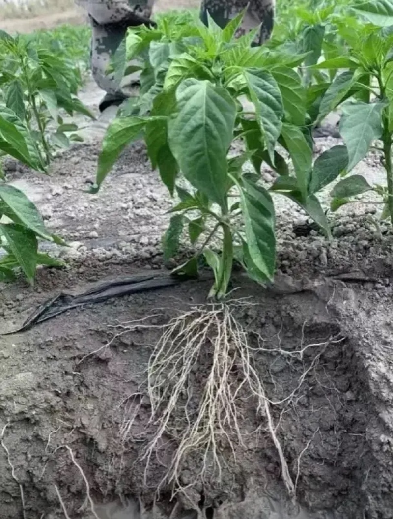 【正品】枯草芽孢杆菌正品200亿含量生根养地提苗
