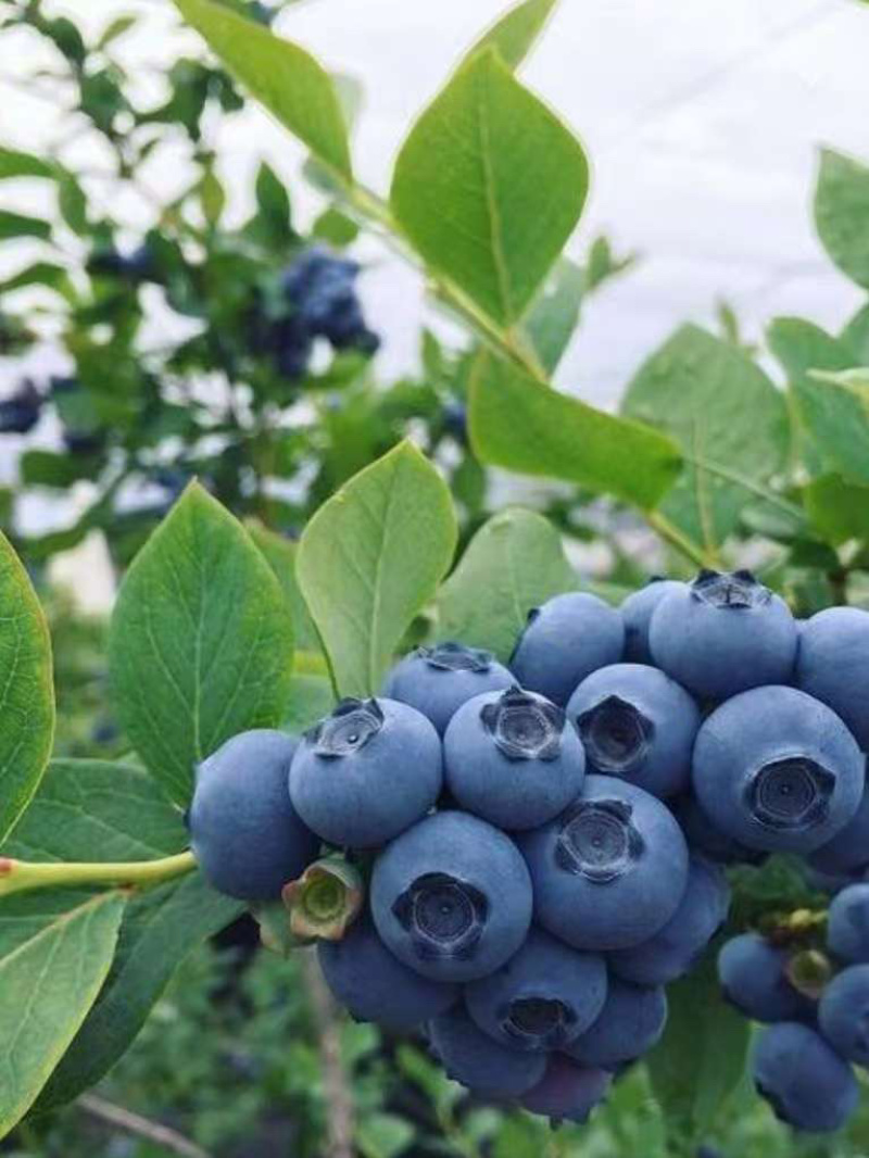 【正品】枯草芽孢杆菌正品200亿含量生根养地提苗