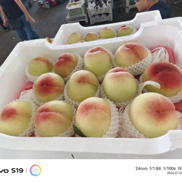 水蜜桃白凤桃