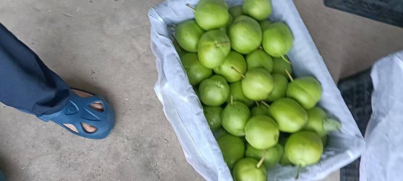 早酥梨己成熟，品感好，计多脆甜