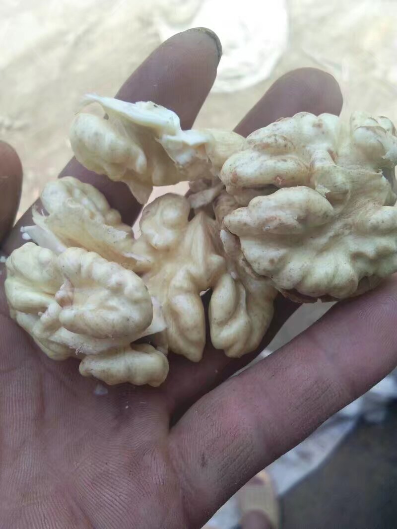 新鲜核桃