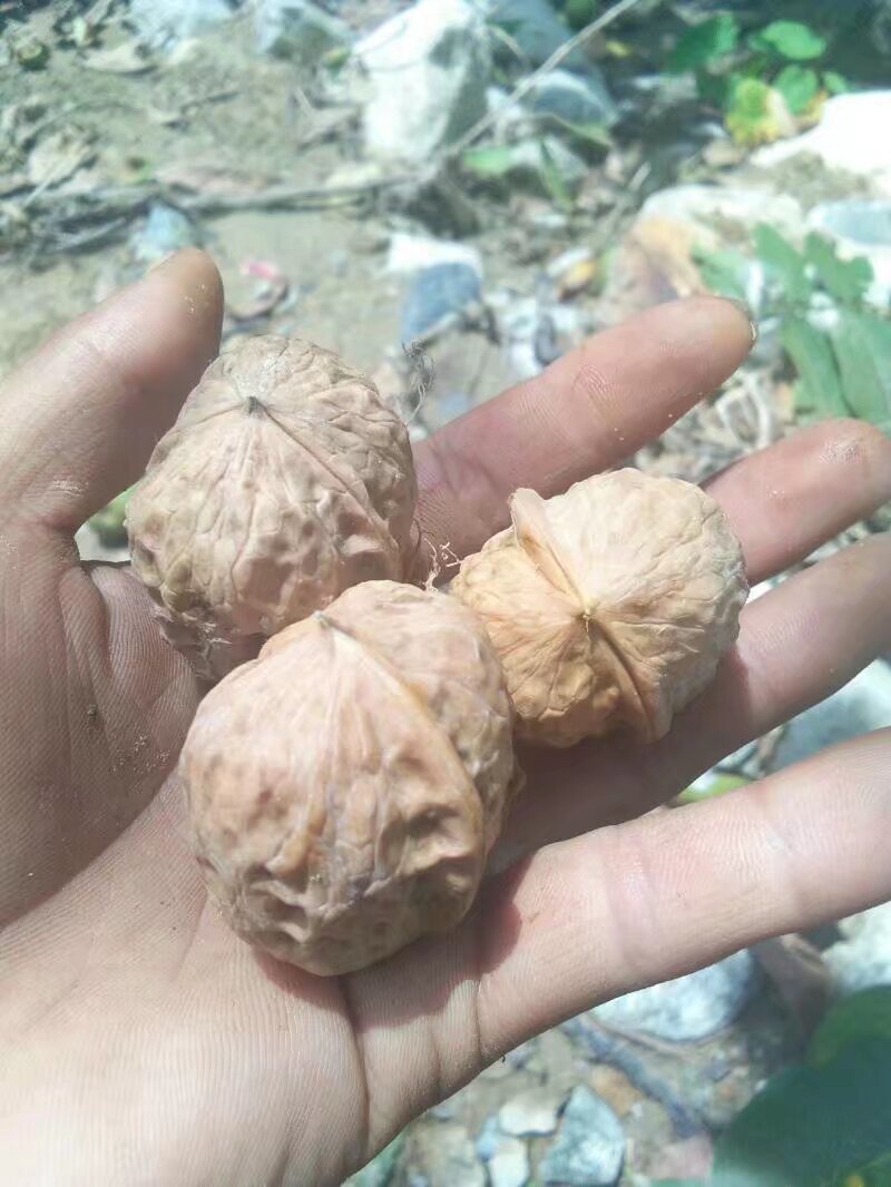 新鲜核桃