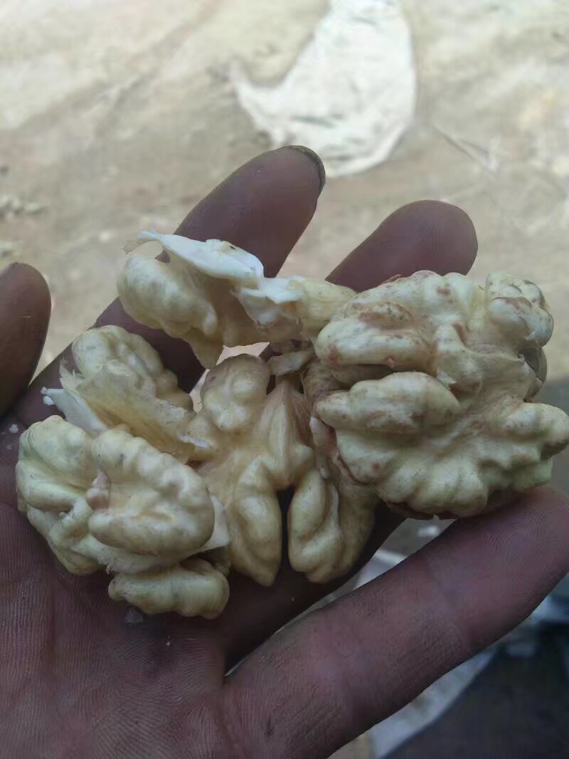 新鲜核桃