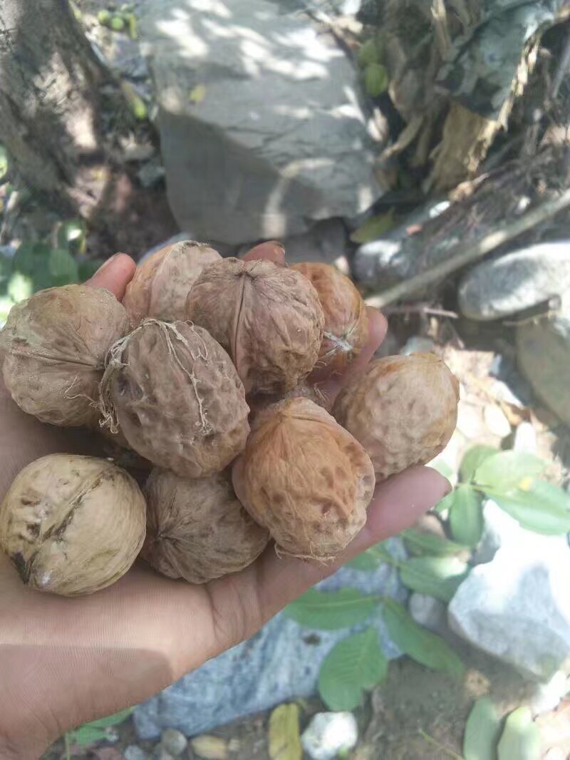 新鲜核桃