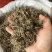 纯野生猫爪草正宗尖爪精品货正品中药材泡水产地直销价批发