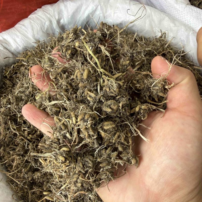 纯野生猫爪草正宗尖爪精品货正品中药材泡水产地直销价批发