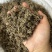 纯野生猫爪草正宗尖爪精品货正品中药材泡水产地直销价批发