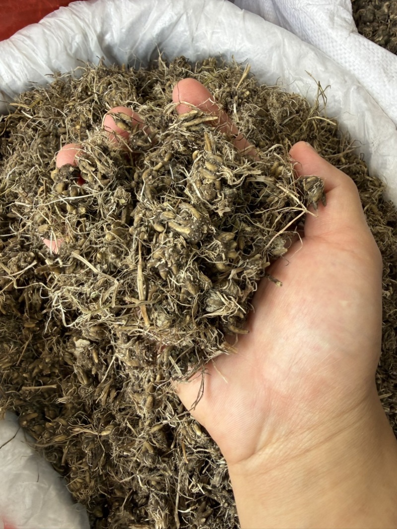 纯野生猫爪草正宗尖爪精品货正品中药材泡水产地直销价批发