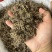 纯野生猫爪草正宗尖爪精品货正品中药材泡水产地直销价批发