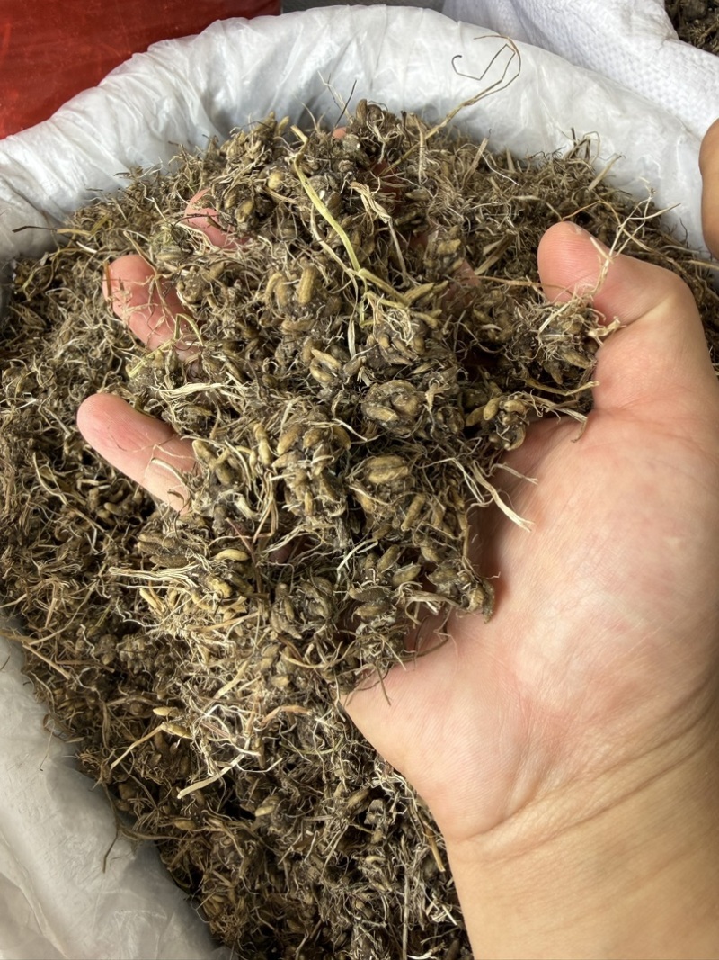 纯野生猫爪草正宗尖爪精品货正品中药材泡水产地直销价批发