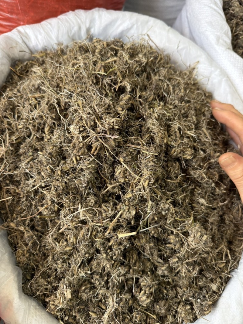 纯野生猫爪草正宗尖爪精品货正品中药材泡水产地直销价批发
