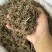 纯野生猫爪草正宗尖爪精品货正品中药材泡水产地直销价批发