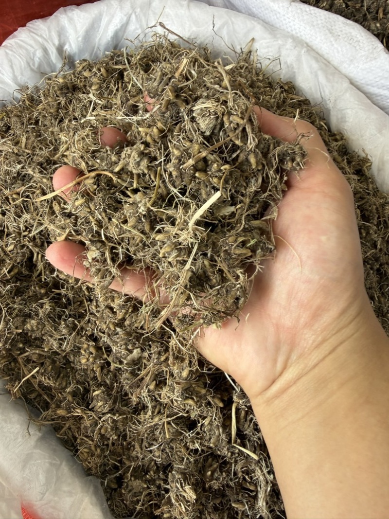 纯野生猫爪草正宗尖爪精品货正品中药材泡水产地直销价批发
