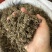 纯野生猫爪草正宗尖爪精品货正品中药材泡水产地直销价批发