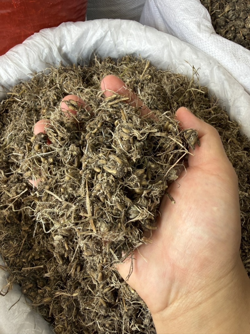 纯野生猫爪草正宗尖爪精品货正品中药材泡水产地直销价批发