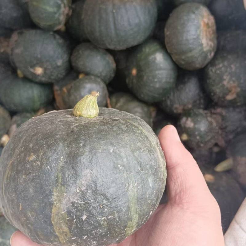 爆粉栗香干粉贝贝南瓜