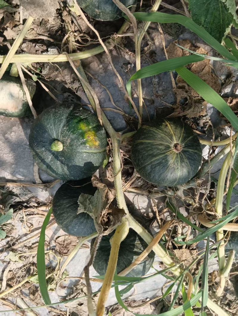 爆粉栗香干粉贝贝南瓜