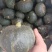 爆粉栗香干粉贝贝南瓜