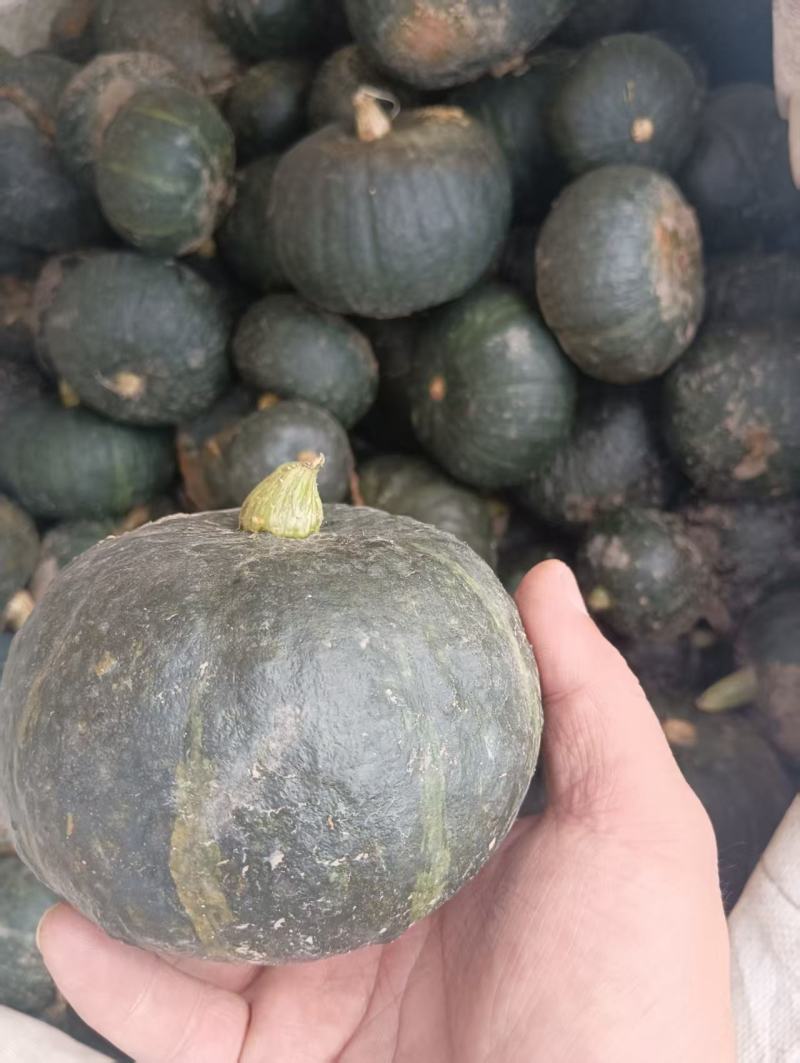 爆粉栗香干粉贝贝南瓜