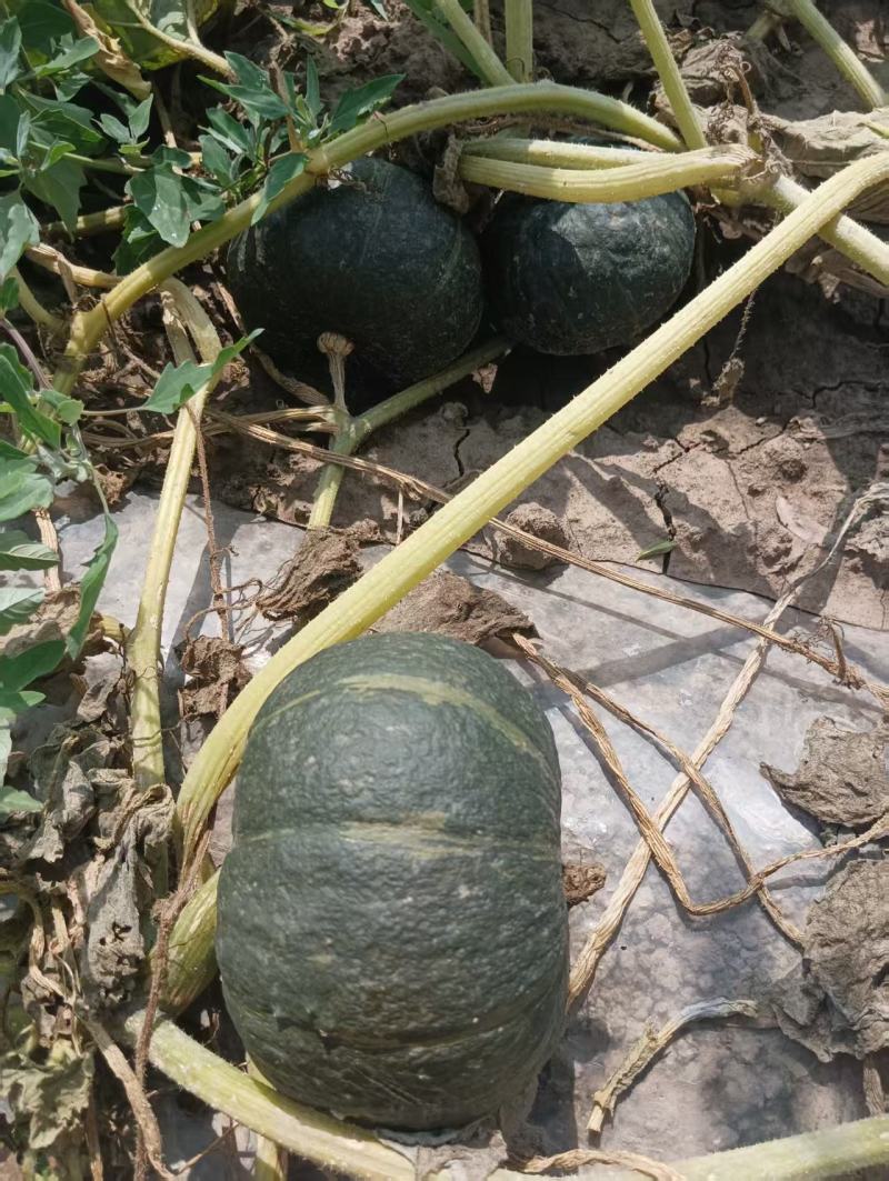 爆粉栗香干粉贝贝南瓜