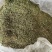 马蹄金小叶金钱草水洗货