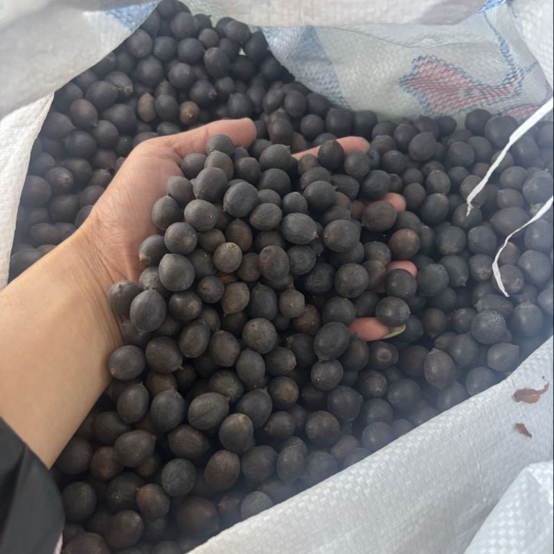 带壳老莲子。可以做手串。种植。磨皮白莲