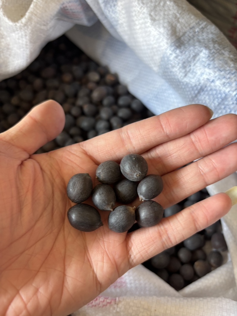 带壳老莲子。可以做手串。种植。磨皮白莲