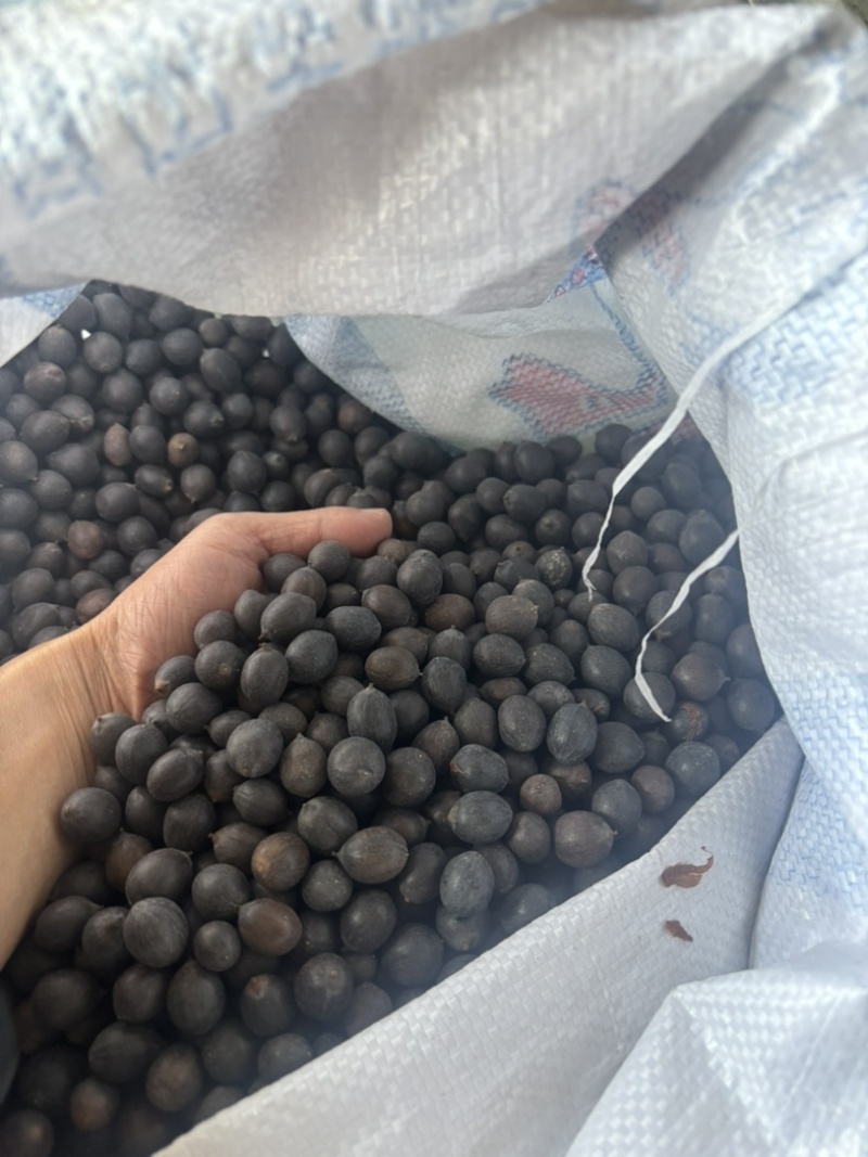 带壳老莲子。可以做手串。种植。磨皮白莲