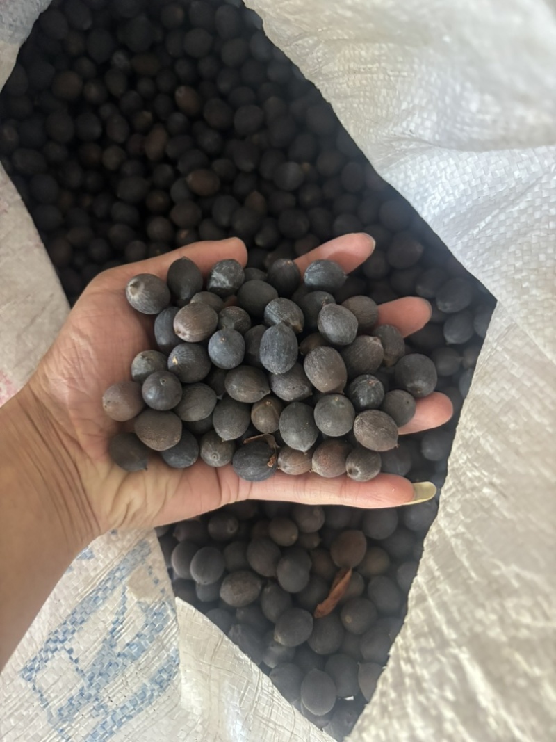 带壳老莲子。可以做手串。种植。磨皮白莲