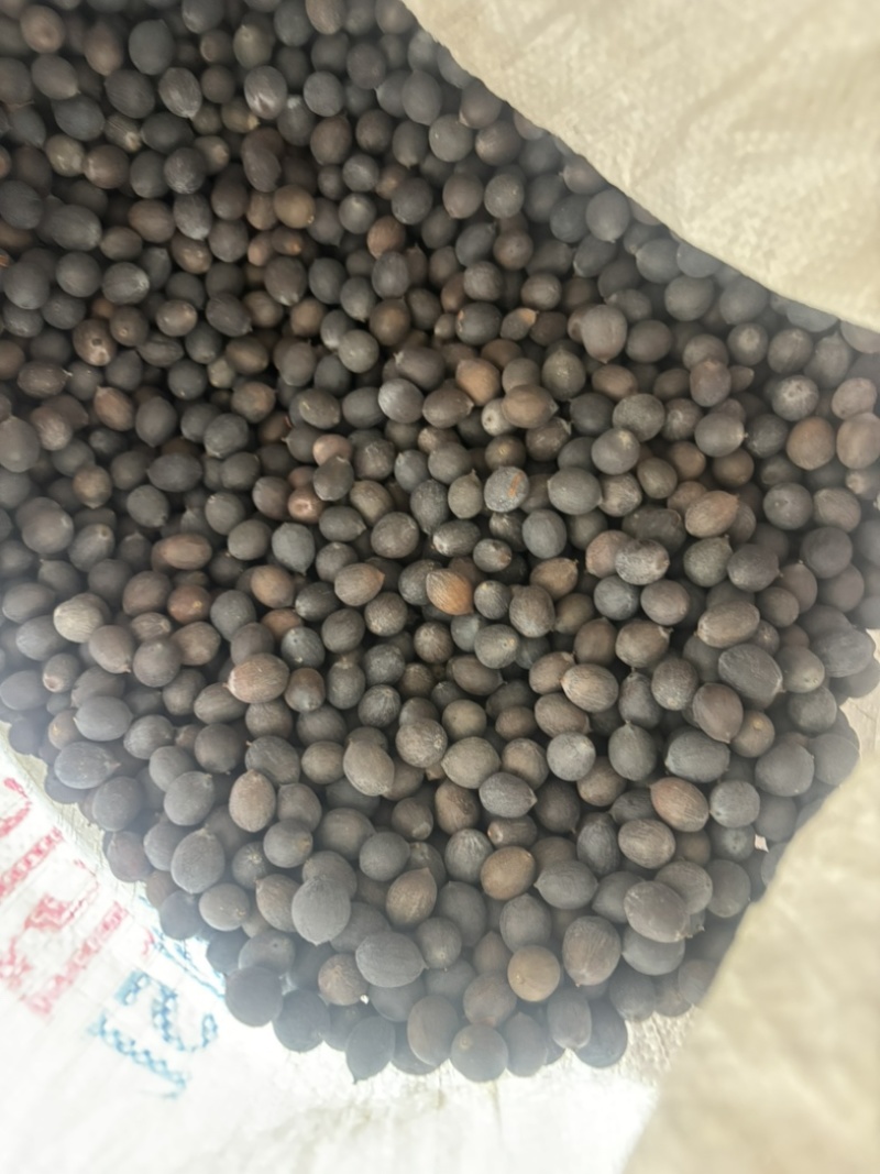 带壳老莲子。可以做手串。种植。磨皮白莲