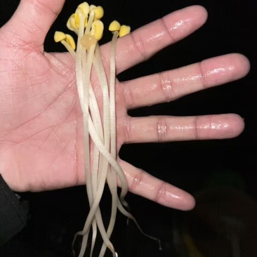 黄豆芽绿豆芽