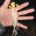 黄豆芽绿豆芽