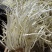 黄豆芽绿豆芽