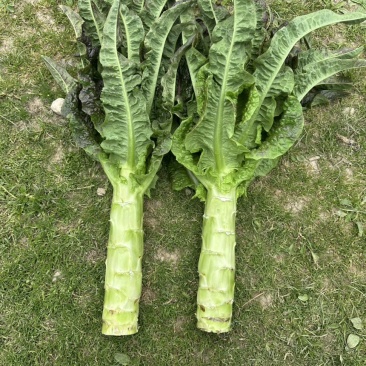 云南莴笋莴苣